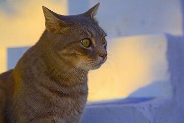 Greek cat from Nisyros island (Photo: Tom Pfeiffer)
