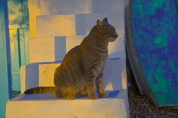 Katze im gelben Abendlicht (Photo: Tom Pfeiffer)