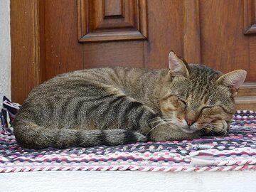 Mourgos, the street´s tomcat, having a nap on his favourite spot (Photo: Ingrid Smet)