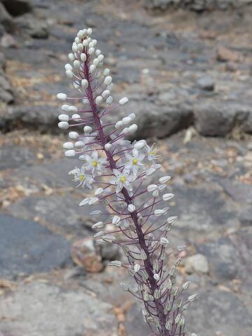Typical Aegean flowers that blossom from bulbs every spring and autumn (Photo: Ingrid Smet)