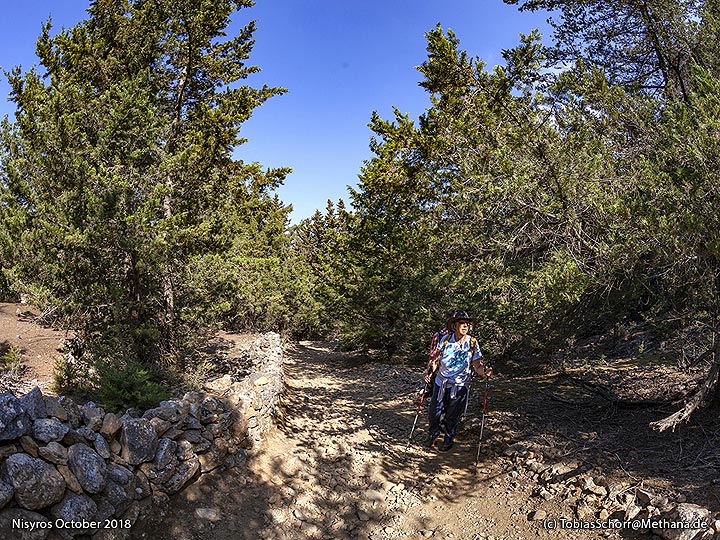 La petite forêt de Zia/Cos. (Photo: Tobias Schorr)