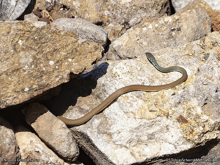 The snake Platyceps najadum at Diktaios forest on Cos. (Photo: Tobias Schorr)