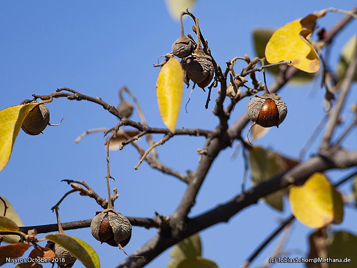 Ein seltener Baum im Cos-Gebirge. (Photo: Tobias Schorr)