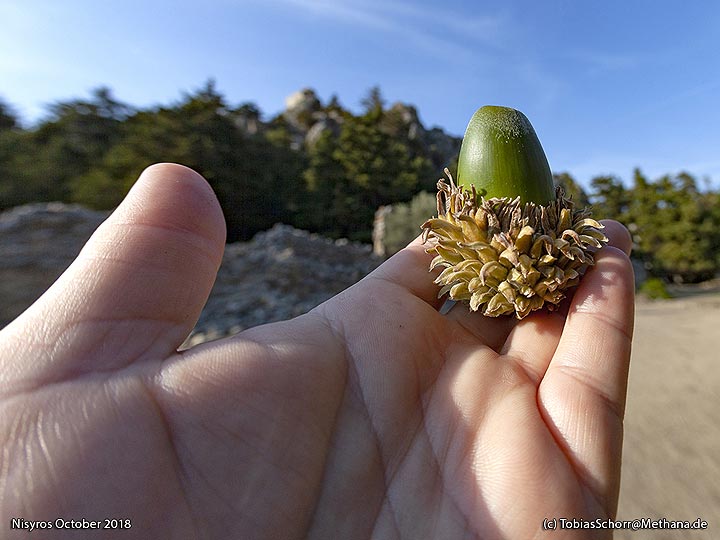 Oak tree fruit. (Photo: Tobias Schorr)