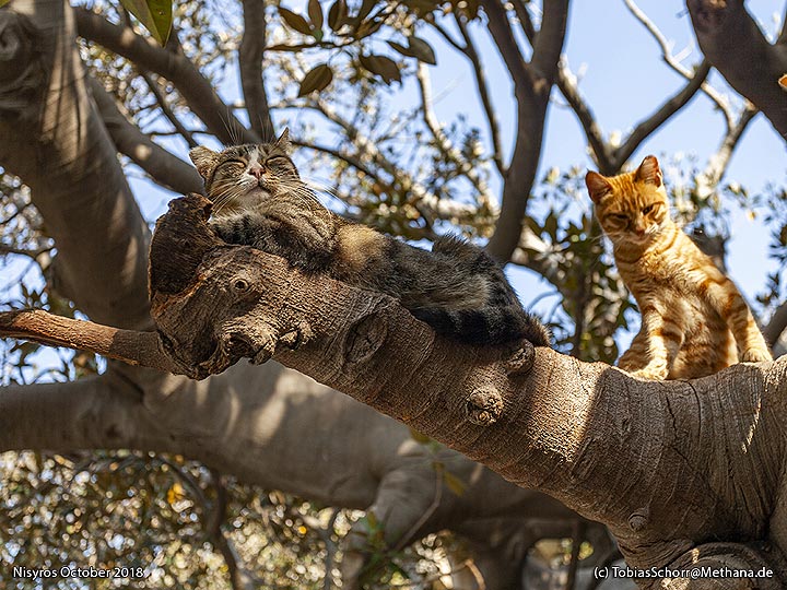 A cat´s paradise. (Photo: Tobias Schorr)