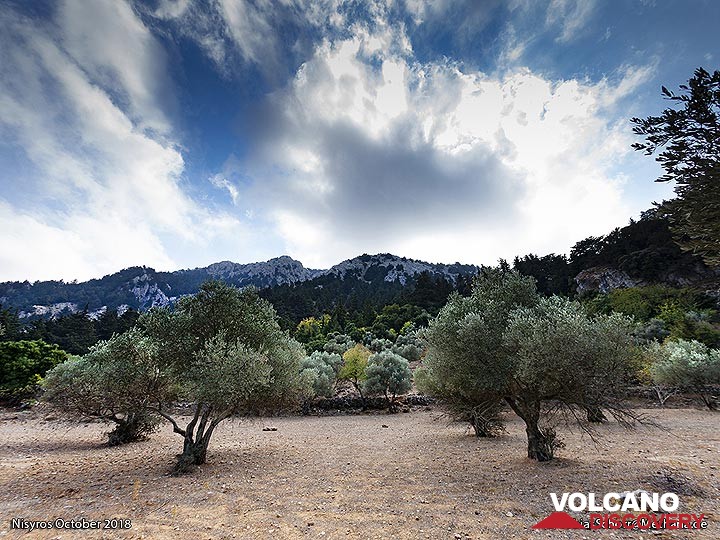 Olive fields in the Diktaios mountains on Cos. (Photo: Tobias Schorr)