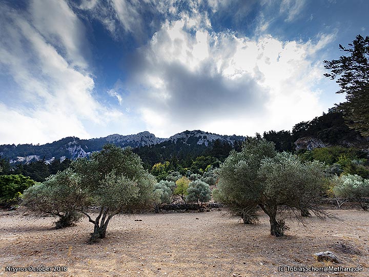 Champs d'oliviers dans les montagnes Diktaios à Cos. (Photo: Tobias Schorr)