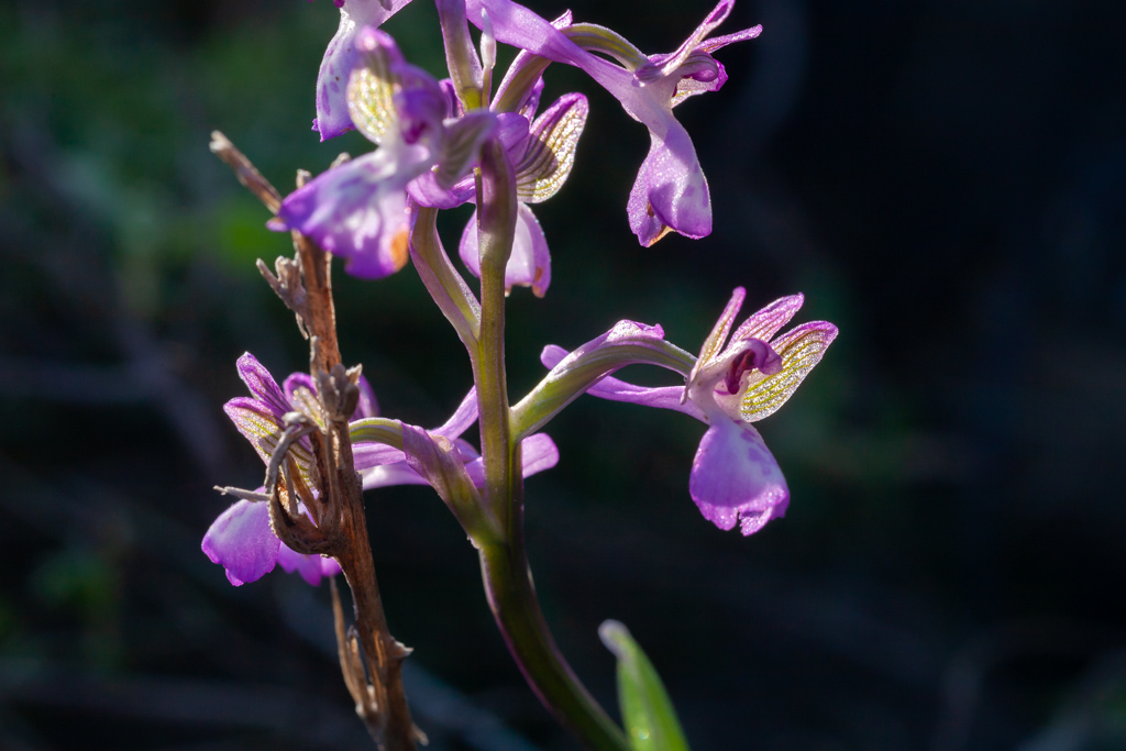 Orchids from Nisyros. (Photo: Tobias Schorr)