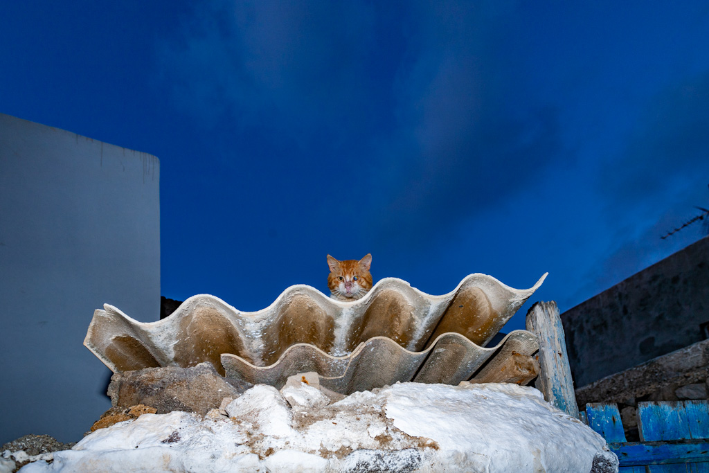 A cat from Nisyros. (Photo: Tobias Schorr)