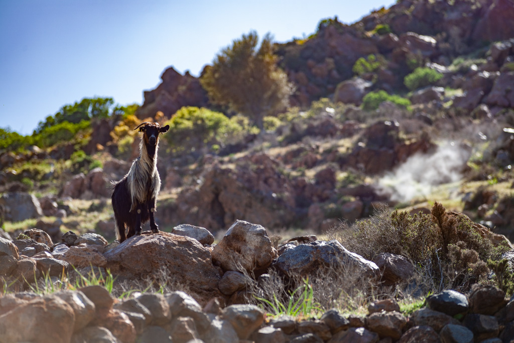 A goat next to an active fumarole. (Photo: Tobias Schorr)