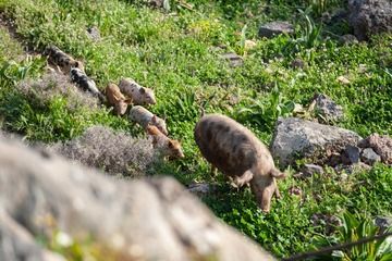 A pig family in the fields of Nisyros. (Photo: Tobias Schorr)