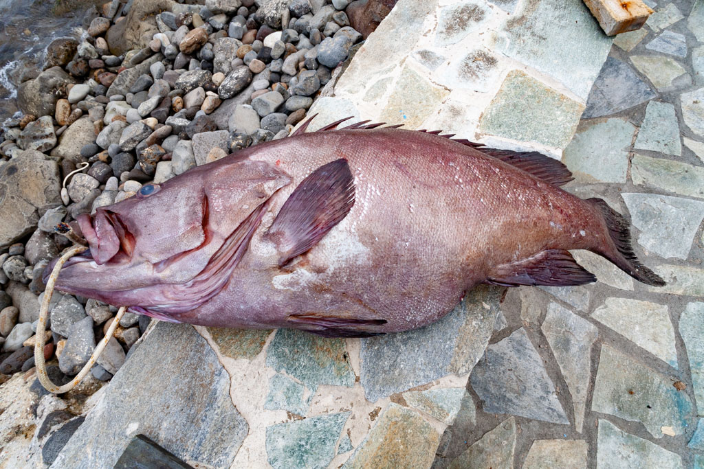 „Rofos“ – ein leckerer Fisch aus dem Meer rund um Nisyros. (Photo: Tobias Schorr)