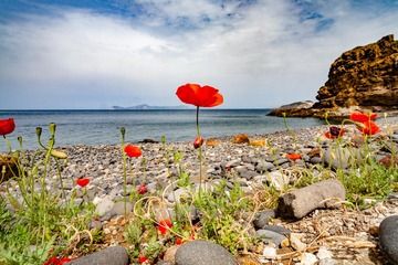Poppies at the Kohlaki beach. (Photo: Tobias Schorr)