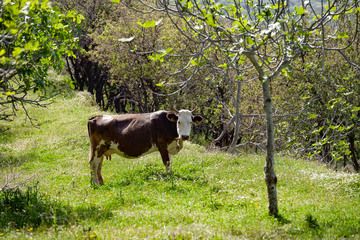 A cow on the mountains of Nisyros. (Photo: Tobias Schorr)