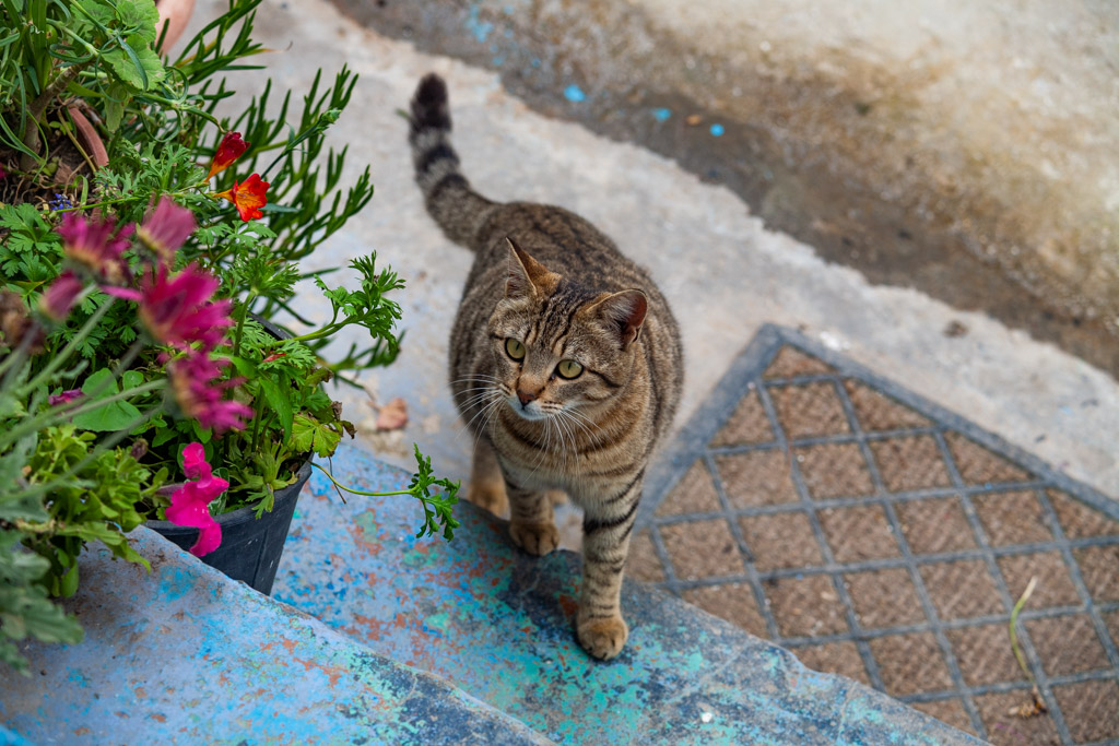 One cat of Nikia village. (Photo: Tobias Schorr)