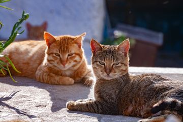 Cats in Nikia village on Nisyros. (Photo: Tobias Schorr)