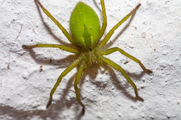A green spider on the walls of Nikia. (Photo: Tobias Schorr)