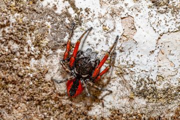 A red spider at Emporio village. (Photo: Tobias Schorr)