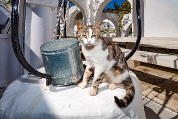 A nice cat on a well inside the monastery Panagia Kera. (Photo: Tobias Schorr)