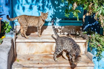 Cats of Kos town. (Photo: Tobias Schorr)