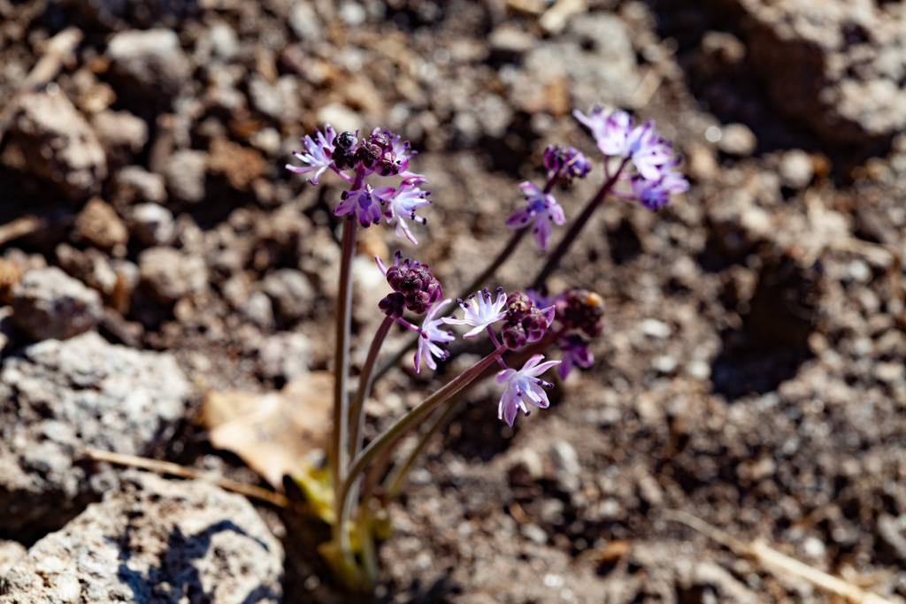 Scilla peruviana blüht auf der Insel Nisyros. (Photo: Tobias Schorr)