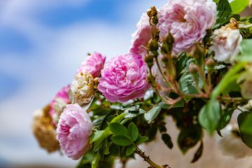 Roses au château vénitien. (Photo: Tobias Schorr)