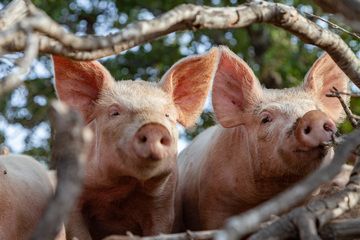 Free piglets on Nisyros. (Photo: Tobias Schorr)