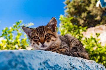A cat in Nikia village. (Photo: Tobias Schorr)