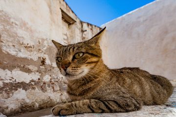 Eine weitere Katze aus dem Dorf Nikia. (Photo: Tobias Schorr)