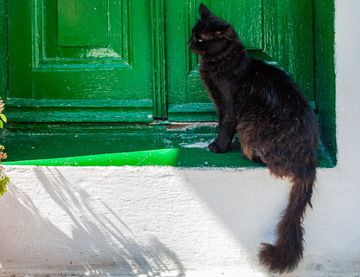 Cat & green door at Mandraki village. (Photo: Tobias Schorr)