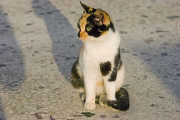 Katze von Mandraki (Nisyros) (c)