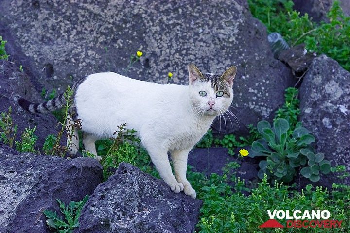 A white cat with a tiger-pattern tail... (c)