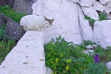 nisyros_d22791.jpg (c)