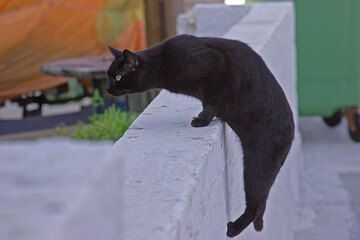 Schwarze Katze in Mandraki (Nisyros) (Photo: Tom Pfeiffer)