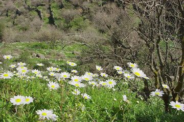 Daisies (Leucanthemum vulgare). (c)