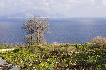 Zwei einsame Bäume schauen nach Süden zur Nachbarinsel Tilos. (c)