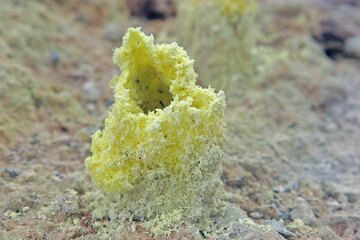 Fragile chimneys made from sulphur on the ground. (c)