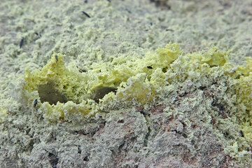 Sulphur deposits and trapped dead insects. (c)