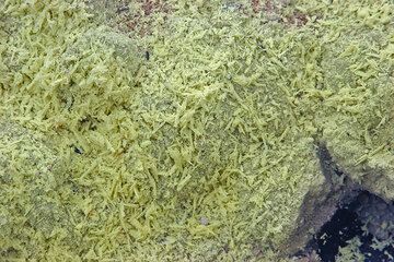 Sulphur needles. (c)