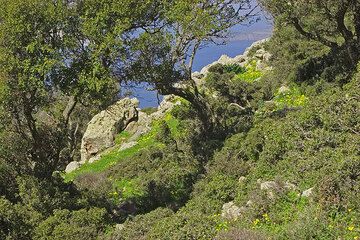 Trees on the upper slope of Profitis Ilias mountain. (c)
