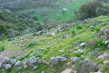 Green meadows on the mountain flank (c)