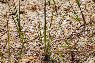 Les cristaux de gypse résultent de l’activité de l’acide sulfurique sur le calcaire. (Photo: Tobias Schorr)