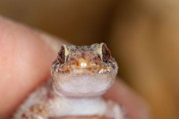 A small gecko at Sousaki. (Photo: Tobias Schorr)