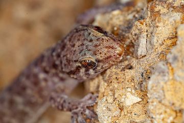 Close up of a nice gecko. (Photo: Tobias Schorr)