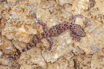 A nice coloured gecko at Sousaki. (Photo: Tobias Schorr)