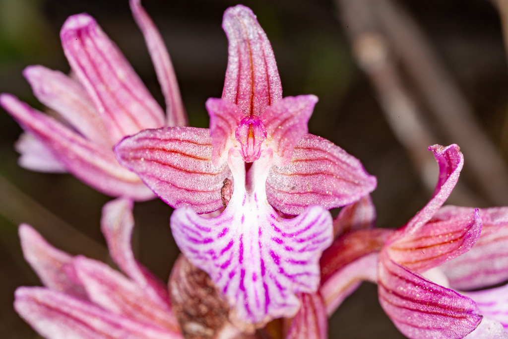 Orchid from Sousaki. (Photo: Tobias Schorr)