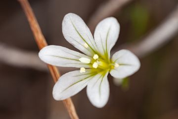Spring flower from Sousaki. (Photo: Tobias Schorr)