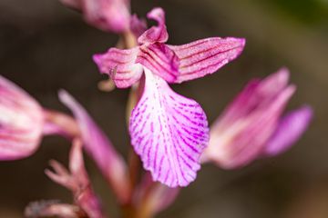 Wild ochid from Sousaki. (Photo: Tobias Schorr)