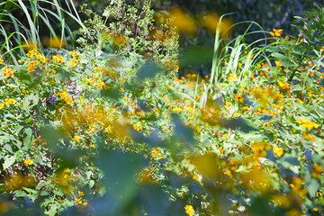 Yellow flowers (Photo: Tom Pfeiffer)