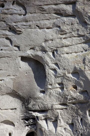 Numerous hollows many of which still contain charcoal are present in certain sections of the ash flow. When the pyroclastic avalanche flowed over a forest, many trunks and branches of trees were incorporated into the flow and their shape preserved in the deposit. (Photo: Tom Pfeiffer)